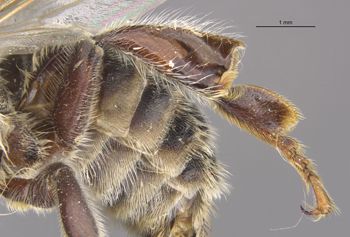 Media type: image;   Entomology 550 Aspect: Leg hind